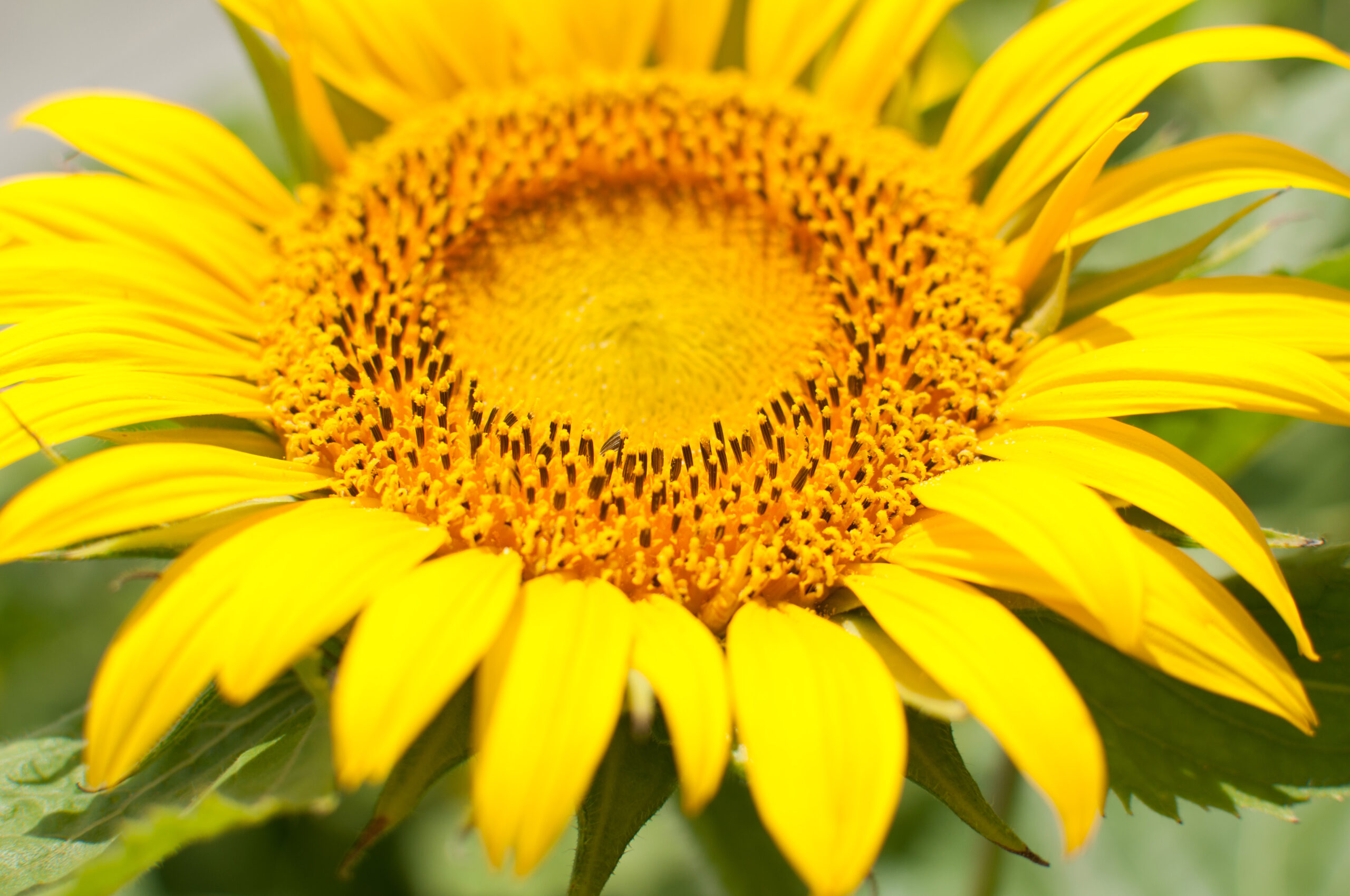 Girasol: maximizar la fotosíntesis para tener más kilos y más aceite