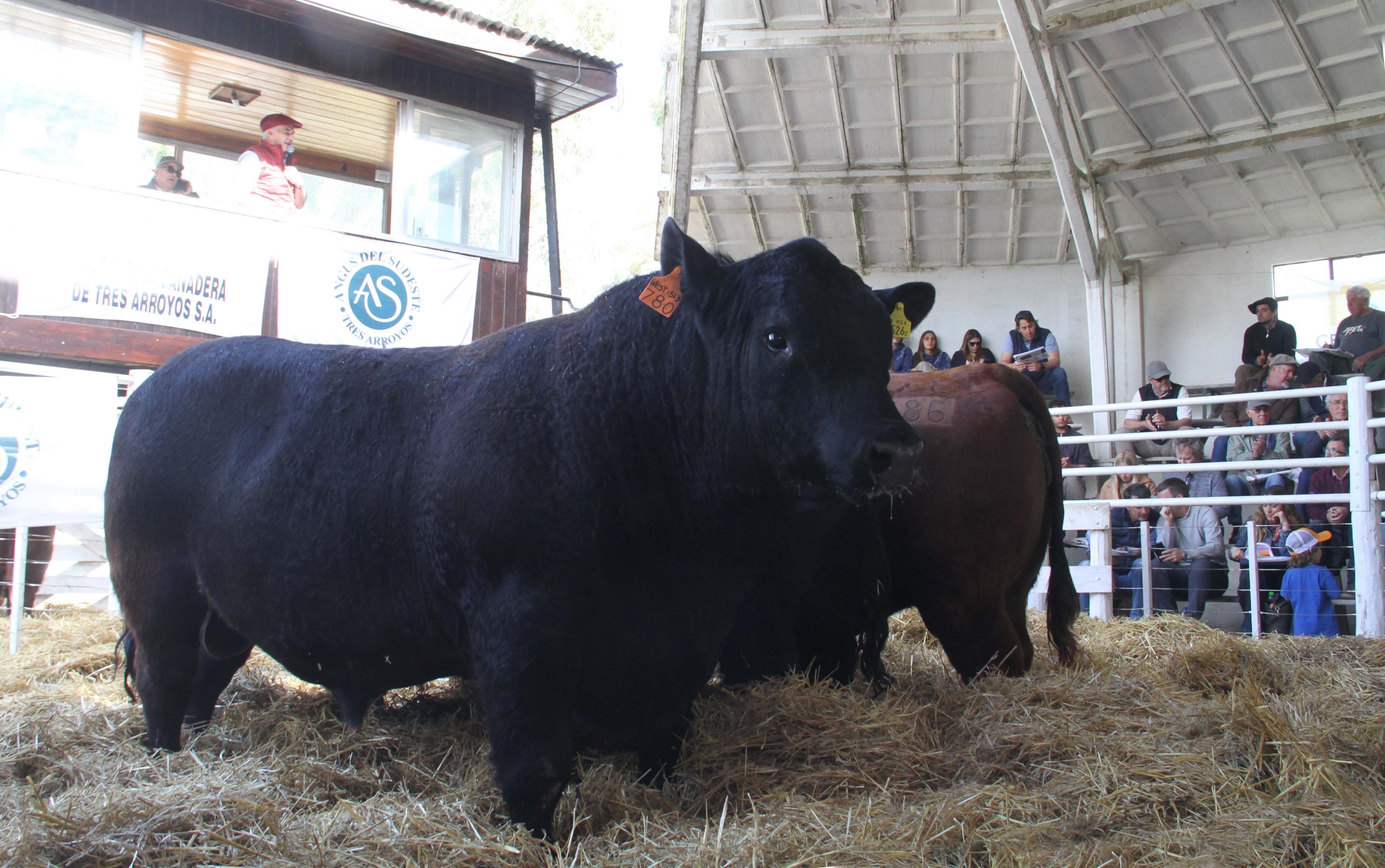 Angus del Sudeste pone segunda en la pista de la Rural – La Voz del Pueblo