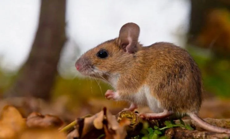 Tres Arroyos: Confirman caso de hantavirus y refuerzan protocolos de prevención sanitaria